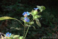 Hemigraphis crenata